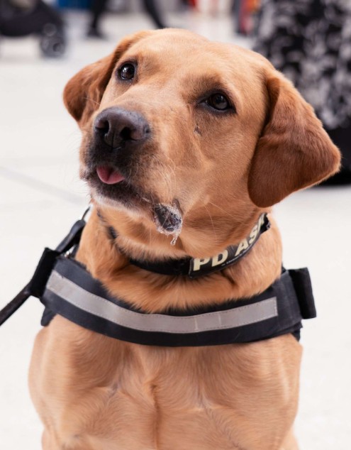 PD Ash
